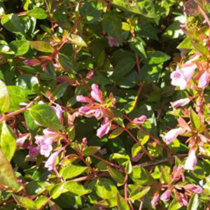 Abelia | Abelia 'Edward Goucher'