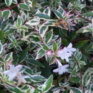 Abelia | Abelia grandiflora 'Confetti'®
