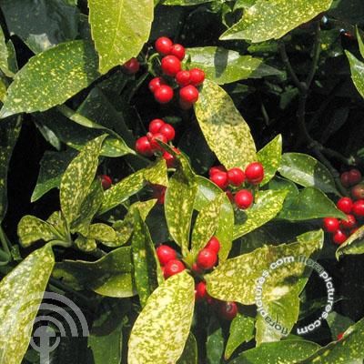 Broodboom | Aucuba jap. 'Variegata'