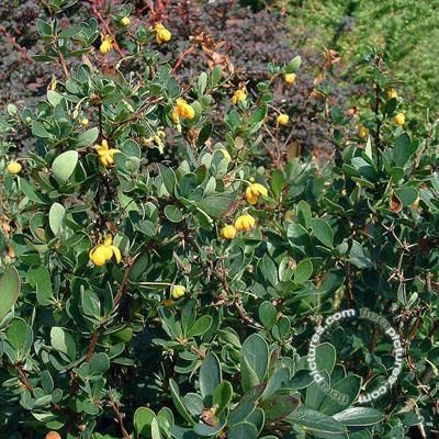 Berberis | Berberis buxifolia 'Nana'