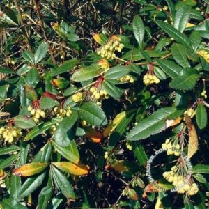 Berberis | Berberis julianae