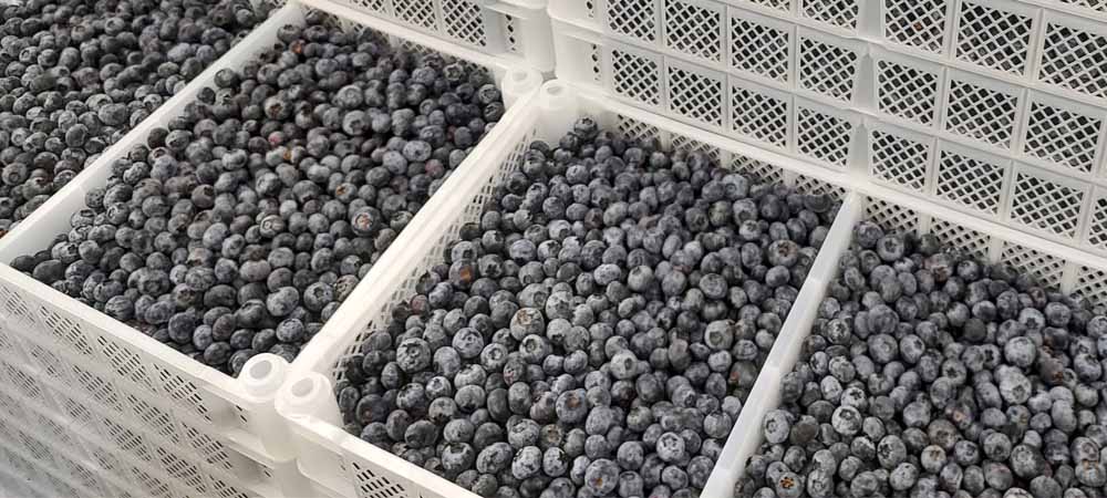blauwe bessen, superfood, blauwe bes