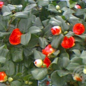 Camelia | Camellia j. 'Curly Lady'