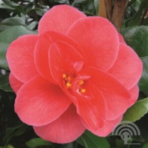 Camelia | Camellia ret. 'Mary Williams'