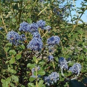 Amerikaanse sering | Ceanothus 'Burkwoodii'