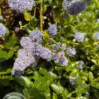 Amerikaanse sering | Ceanothus thyrsiflorus var. repens