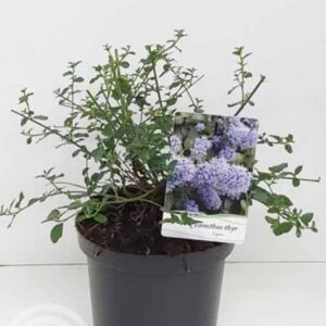 Amerikaanse sering | Ceanothus thyrsiflorus var. repens