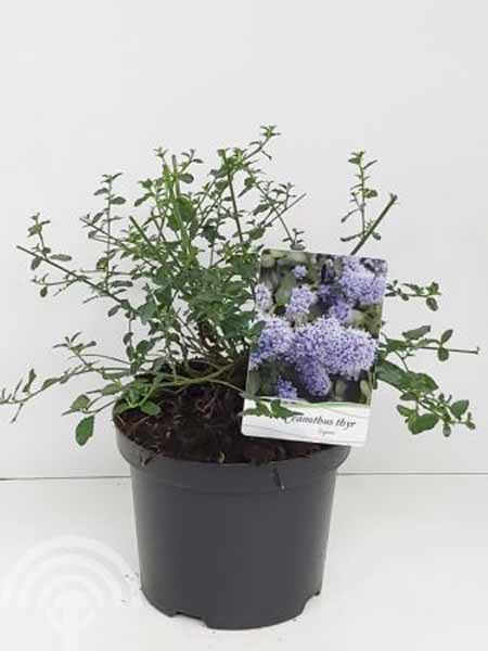 Ceanothus thyrsiflorus var repens C3 6x4 Amerikaanse sering | Ceanothus thyrsiflorus var. repens
