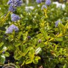 Amerikaanse sering | Ceanothus thyrsiflorus var. repens