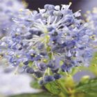 Amerikaanse sering | Ceanothus thyrsiflorus var. repens