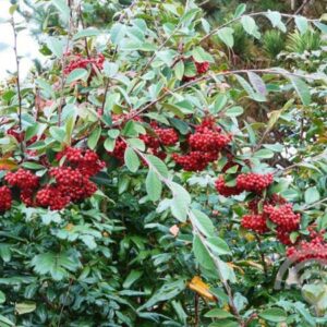 Dwergmispel | Cotoneaster lacteus