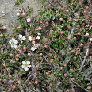 Dwergmispel | Cotoneaster microphyllus