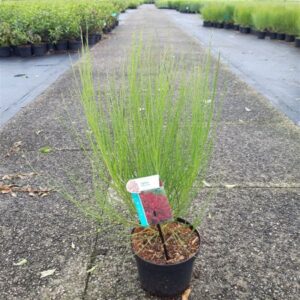 Brem | Cytisus scoparius 'Boskoop Ruby'