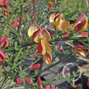 Brem | Cytisus 'Goldfinch'