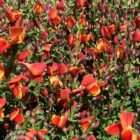 Brem | Cytisus scoparius 'Lena' | In pot 2L | Hoogte 30-40cm Brem | Cytisus scoparius 'Lena'