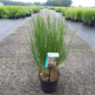 Brem | Cytisus scoparius 'Lena' | In pot 2L | Hoogte 30-40cm Brem | Cytisus scoparius 'Lena'