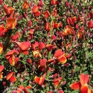 Brem | Cytisus scoparius 'Lena'