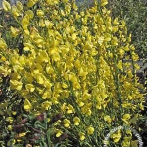 Brem | Cytisus praecox 'Allgold'
