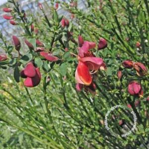 Brem | Cytisus scoparius 'Burkwoodii'