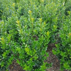 Blauwe hulst | Ilex meserveae 'Blue Maid'