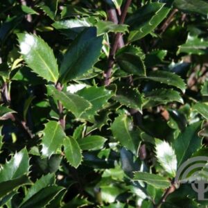 Blauwe hulst | Ilex meserveae 'Heckenpracht'