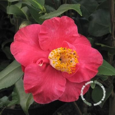 Japanse roos | Camellia j. 'Dr. King'