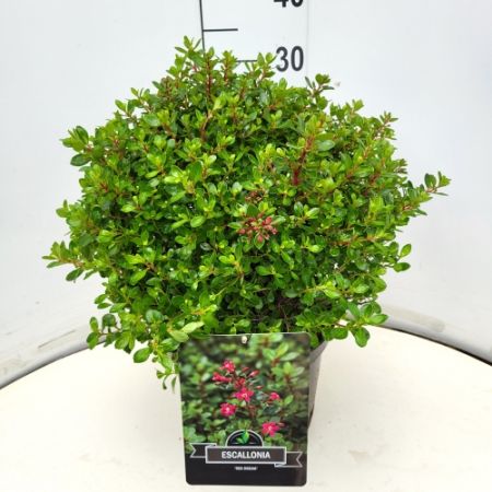 Escallonia | Escallonia 'Red Dream'