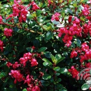 Escallonia | Escallonia 'Red Dream'