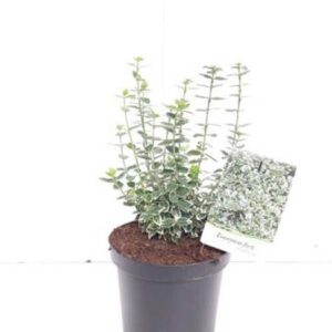 Euonymus fortunei ‘Emerald Gaiety’ Kardinaalsmuts