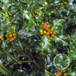 Hulst - Vrouwelijk | Ilex Aq. 'Alaska'