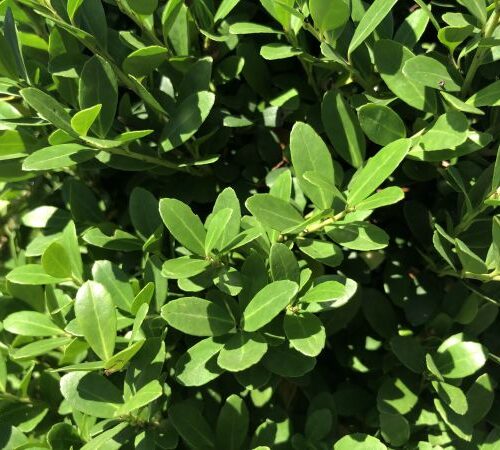 Japanse hulst | Ilex Cren. 'Dark Green'