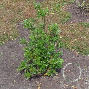 Hulst - vrouwelijk | Ilex aq. 'J.C. van Tol'