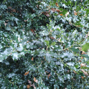 Gewone hulst | Ilex aquifolium