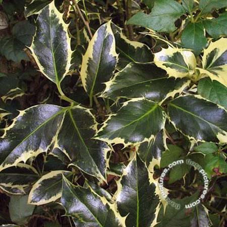 Hulst - vrouwelijk | Ilex aquifolium 'Argentea Marginata'
