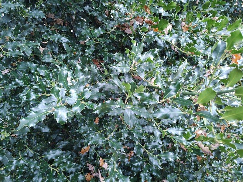Gewone hulst | Ilex aquifolium