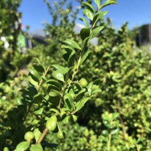 Japanse hulst - vrouwelijk | Ilex cren. 'Convexa'