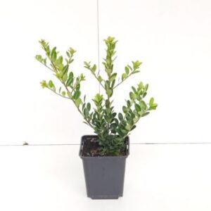 Japanse hulst | Ilex cren. 'Green Hedge'
