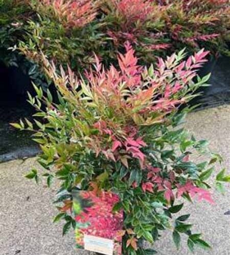 Hemelse bamboe | Nandina domestica 'Obsessed'