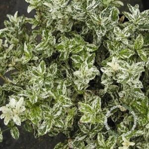 Kardinaalsmuts | Euonymus fort. 'Harlequin'