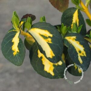 Kardinaalsmuts | Euonymus fort. 'Sunspot'