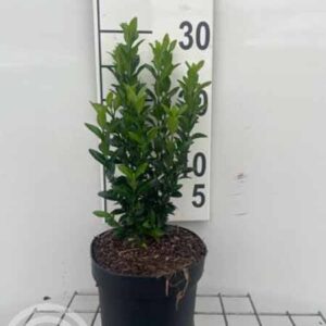 Kardinaalsmuts | Euonymus japonicus 'Green Spire'