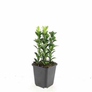 Kardinaalsmuts | Euonymus japonicus 'Green Spire'