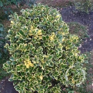 Grootbadige hulst | Ilex altaclerensis 'Golden King'