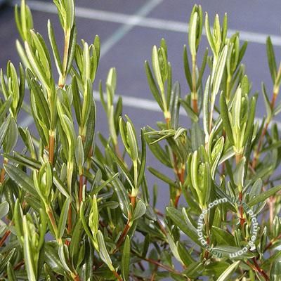 Lepelboom | Kalmia polifolia
