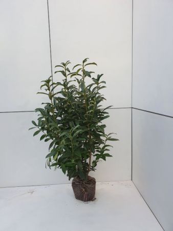Laurierkers | Prunus laur. 'Genolia'®