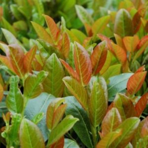 Laurierkers | Prunus laur. Titan® 'Rentan'