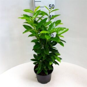 Laurierkers | Prunus lauroceracus 'Genolia'