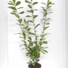 Laurierkers | Prunus lauroceracus ‘Novita’ | In pot 3L | Hoogte 40-60cm Laurierkers | Prunus lauroceracus 'Novita'