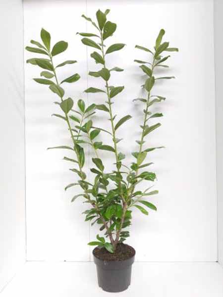 Prunus lauroceracus Novita C3 40-60 6x4 Laurierkers | Prunus lauroceracus 'Novita'