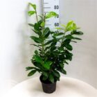 Laurierkers | Prunus lauroceracus ‘Novita’ | In pot 5L | Hoogte 60-80cm Laurierkers | Prunus lauroceracus 'Novita'